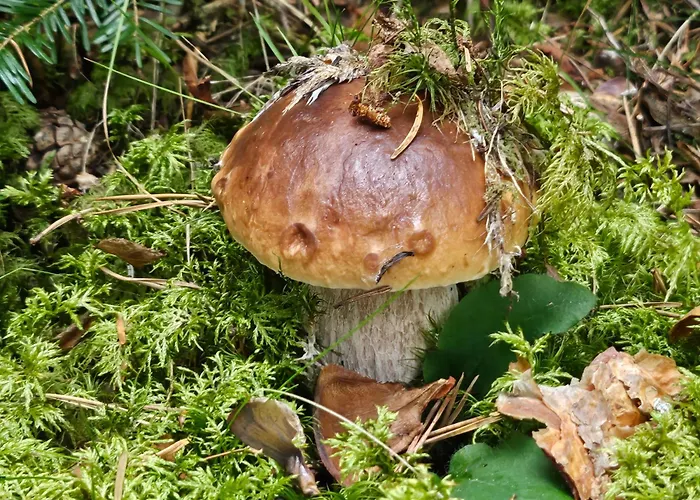 La Bourzede