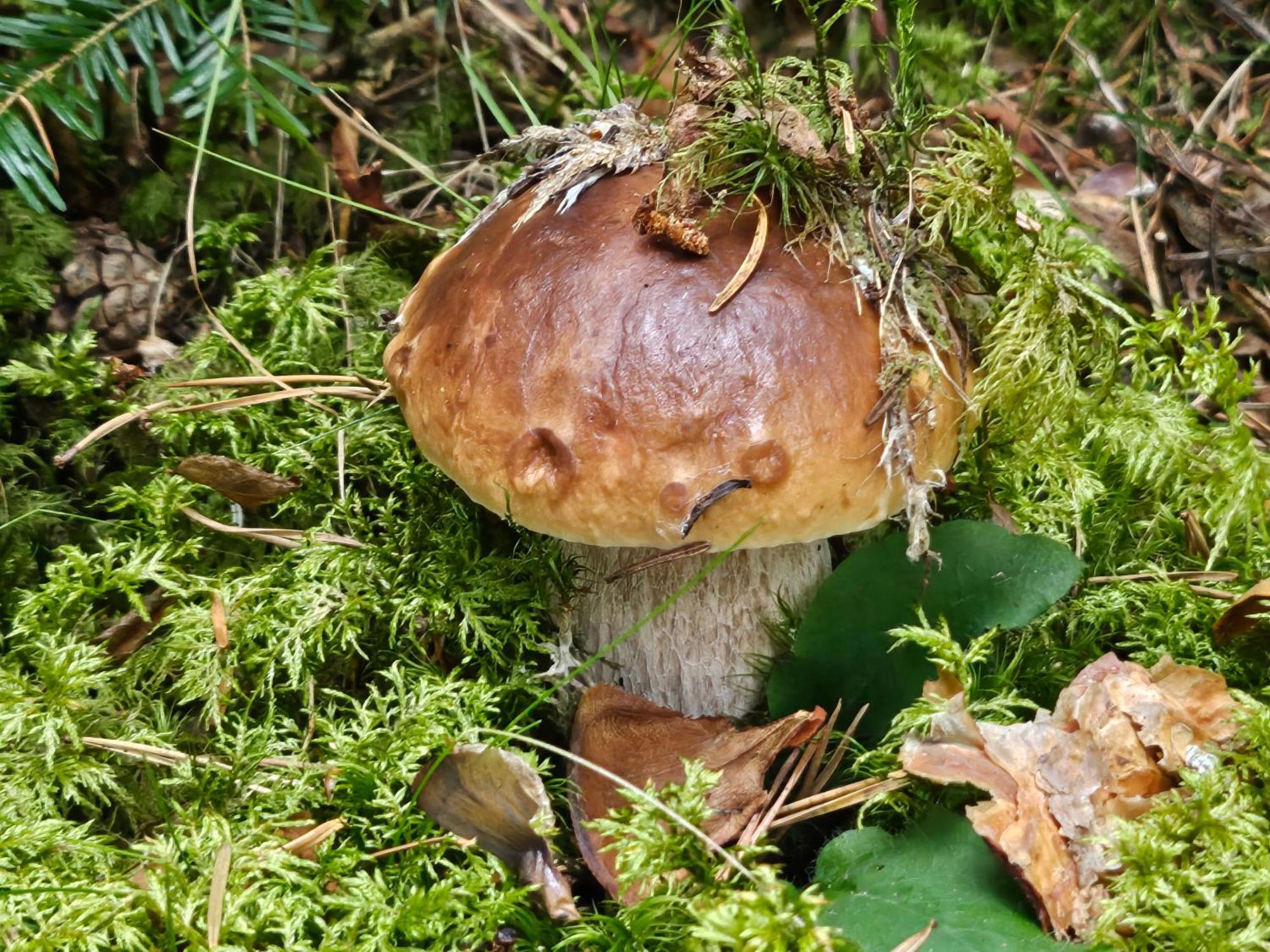 La Bourzede Langeac